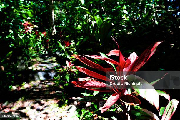 Ti Plant Stock Photo - Download Image Now - Horizontal, Island, Nature