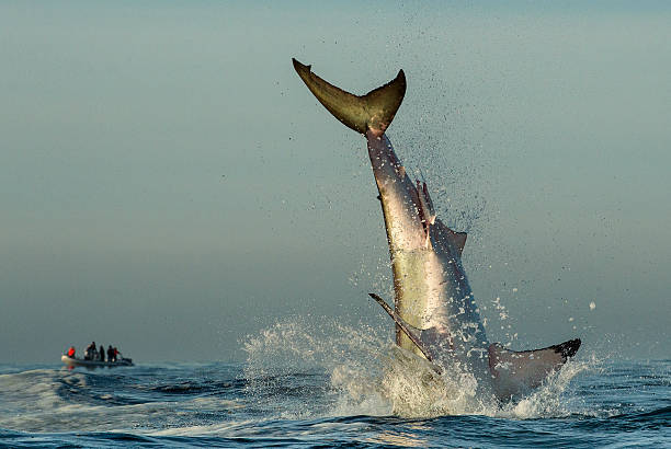 กระโดดฉลามขาวที่ยิ่งใหญ่ - เม็กกาโลดอน ภาพสต็อก ภาพถ่ายและรูปภาพปลอดค่าลิขสิทธิ์