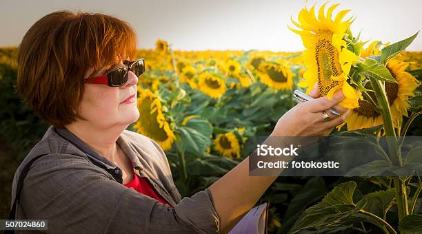 Foto de Agrônomo No Campo De Girassol e mais fotos de stock de Adulto - Adulto, Agricultor, Agricultora