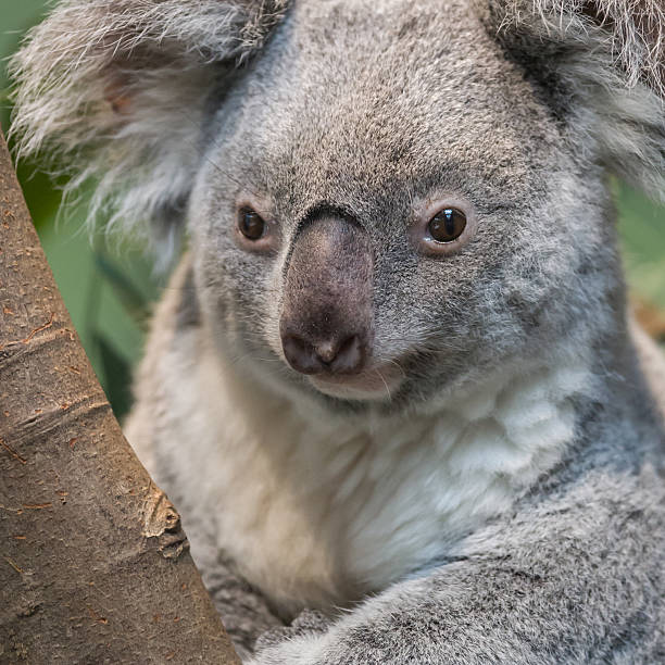 istock Close-up of a koala bear 507026352