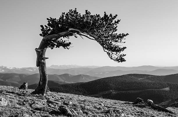 lone pino erizo en blanco y negro - bristlecone pine fotografías e imágenes de stock