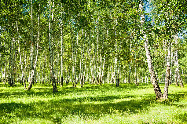 istock Summer forest with green trees at sunny day 507027250