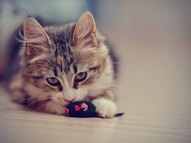 istock The domestic multi-colored kitten plays with a toy. 507027608