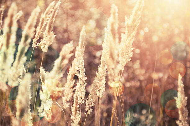 istock Forest meadow with wild grasses at sunset. 507027828