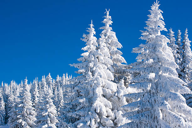 istock Vibrant winter vacation background with pine trees covered by heavy 507028060