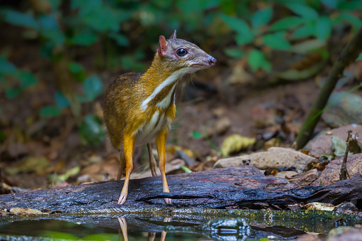 Lesser mouse-deer (Tragulus kanchil) stair at us when drinking water in real nature at Kengkracharn National Park,Thailand