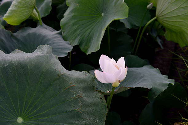 istock Elegant and delightful lotus 507028164