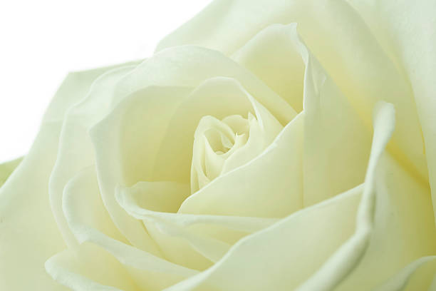 istock Creamy white rose, closeup 507028402