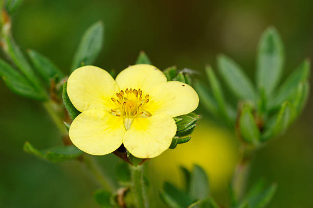 istock Shrubby cinquefoil 507028776