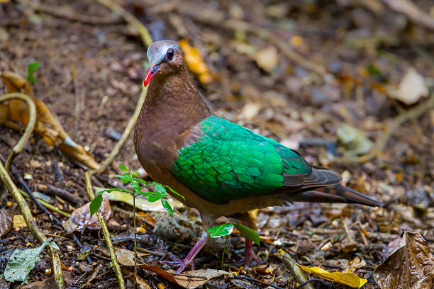 Nahaufnahme der gemeinsamen Smaragd Dove (Chalcophaps indica – Foto