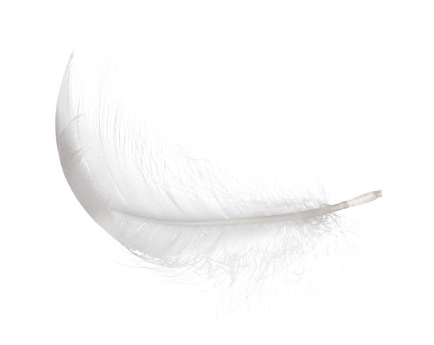 istock fluffy white isolated swan feather curl 507029196