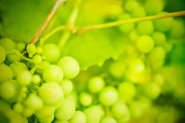 Closeup of a branch of grape vine with grapes cluster