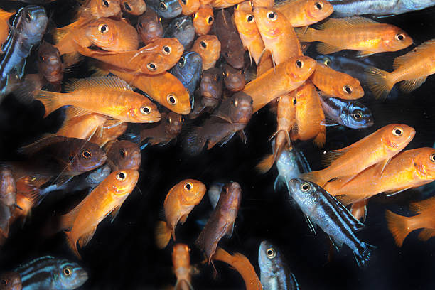 istock African Cichlids (Yellow mbuna) aquarium fishes 507029239