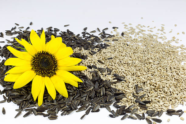 istock Sunflower and Roasted Sunflower Seeds on White 507029307