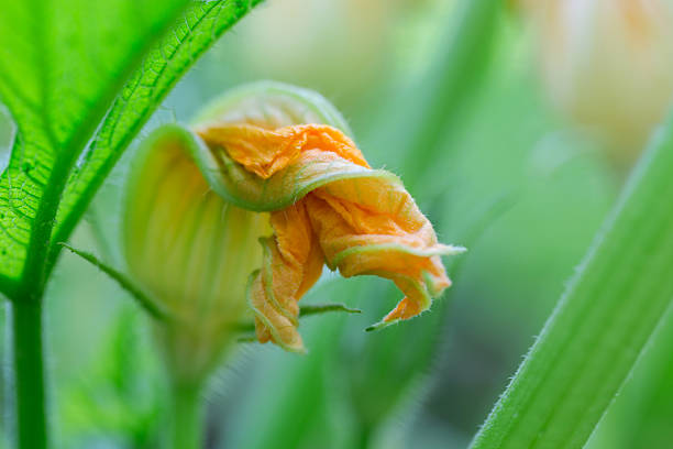 istock squash orange flower with green leafs 507029641