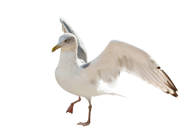 istock young European herring gull isolated on white 507029800