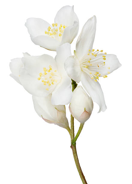 istock large with jasmine blooms on branch 507030054