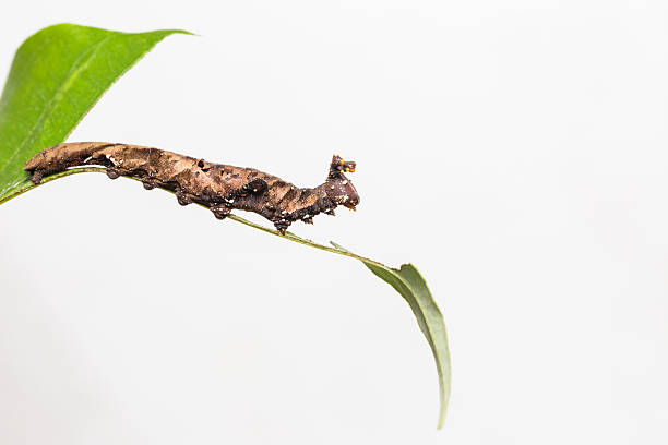 istock Caterpillar of Blue Begum butterfly 507030178