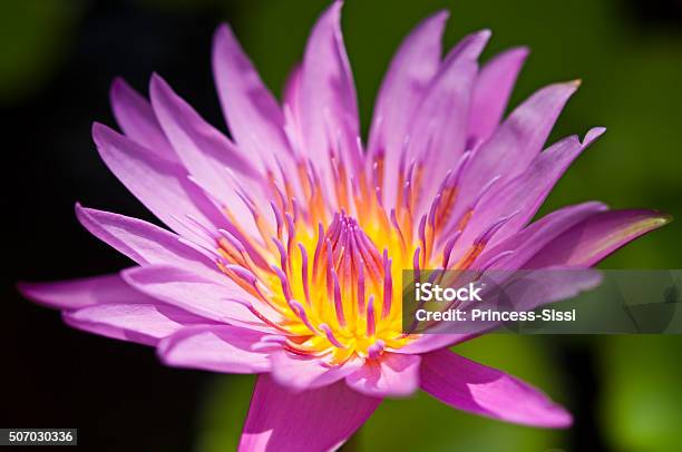 Closeup Beautiful Blooming Pink Lotus Stock Photo - Download Image Now - Backgrounds, Close-up, Flower Head