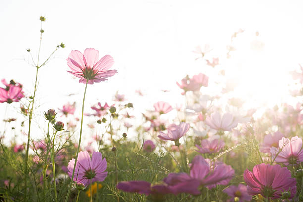 kosmos blumen im garten - cosmos flower daisy flower field stock-fotos und bilder