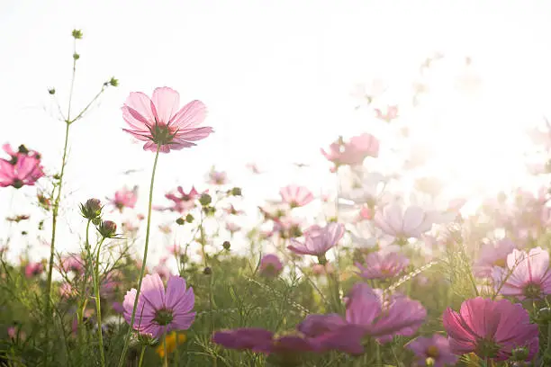 Photo of Cosmos flowers blooming in the garden