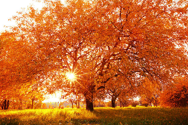 Autumn scenery with dry leaves and sunshine