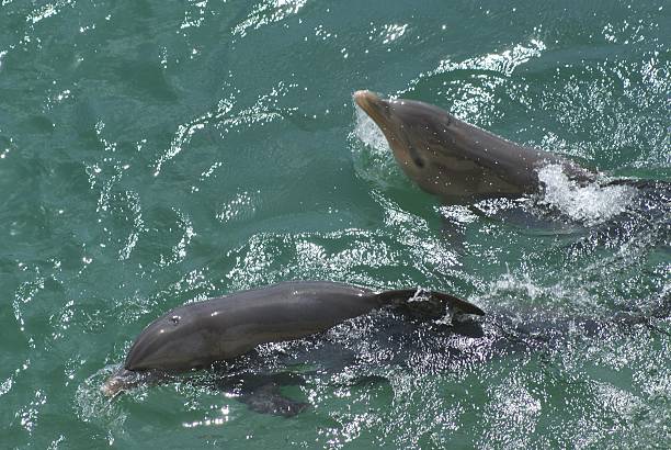 istock Dolphins swimming in water 507031014