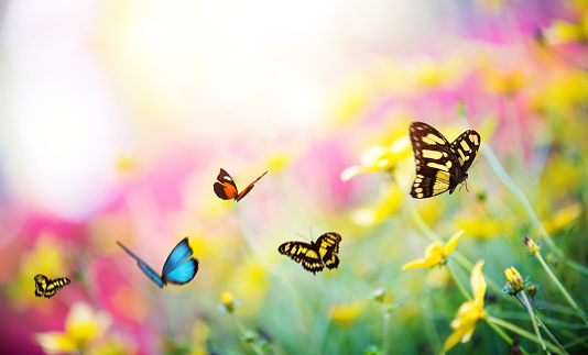 Summer meadow with colorful butterflies.