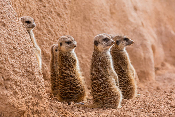 istock Group of meerkats looking one way 507031373