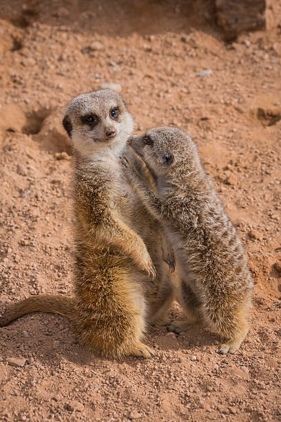 istock Mother and baby meerkats hugging 507031375