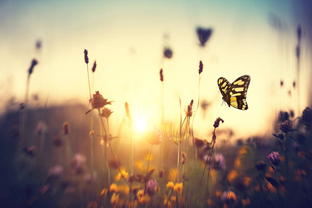 schmetterling bei sonnenuntergang - wiese stock-fotos und bilder