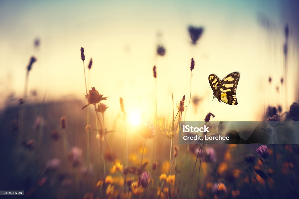 Butterfly At Sunset Summer meadow with butterfly at sunset. Butterfly - Insect Stock Photo