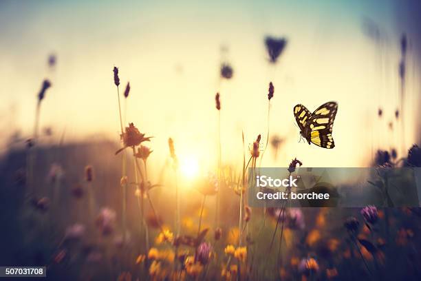 Butterfly At Sunset Stock Photo - Download Image Now - Butterfly - Insect, Flower, Meadow