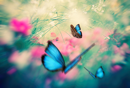 Beautiful wild flowers daisies and butterfly in morning in sunlight in spring, close-up macro. Delightful airy summer natural banner.