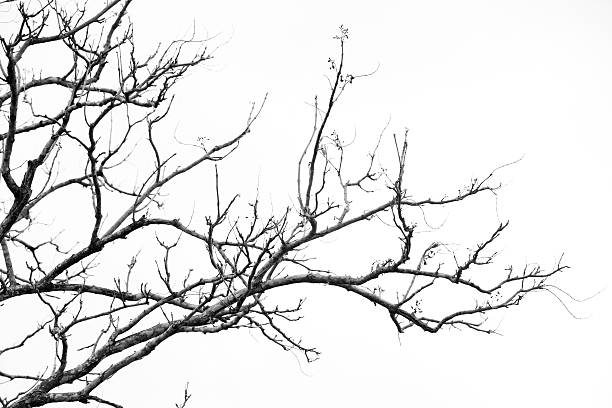 istock Branches of the background black and white 507032309