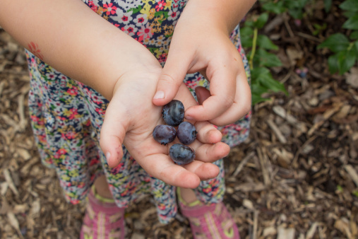 Hands of child with ripe organic blueberries