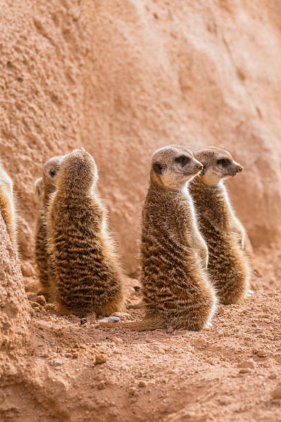 istock Group of meerkats sitting 507032535