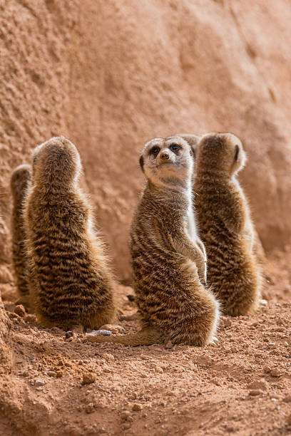 istock Group of meerkats sitting 507032537