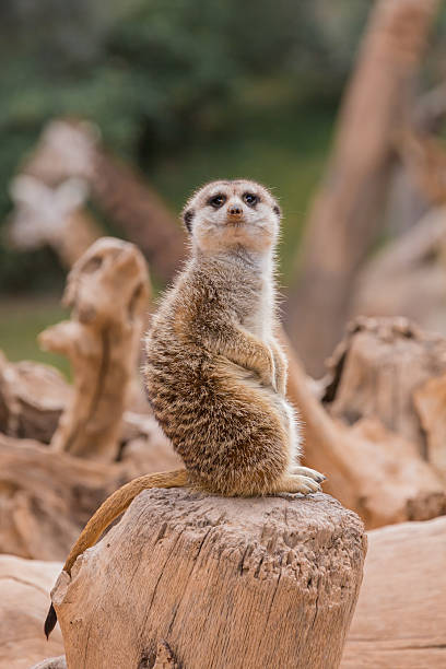 istock Meerkat in the zoo 507033145