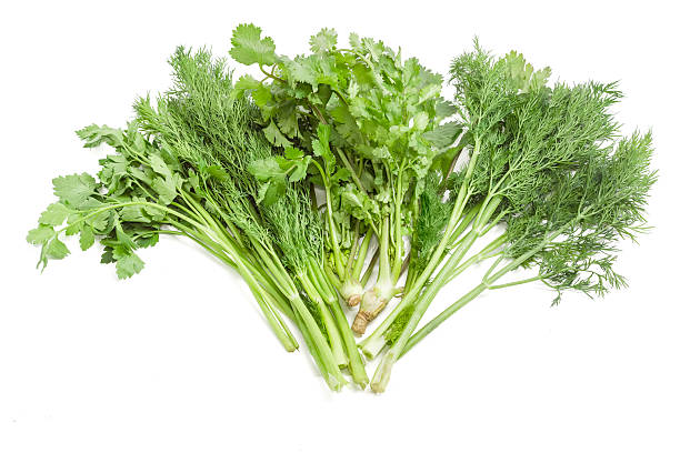 istock Bundle of dill, coriander and parsley on a light background 507033202