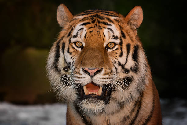 Male siberian tiger in winter in the last sunlight. I was waiting for the tiger coming into this beautiful warm light and it happened.