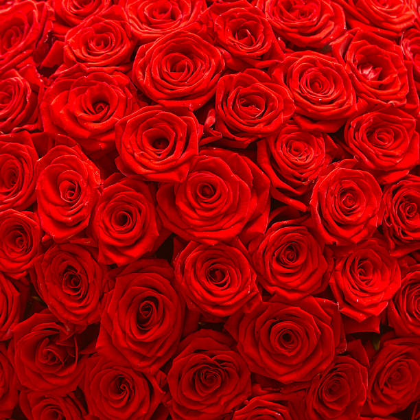 istock Big bunch of red roses 507036664
