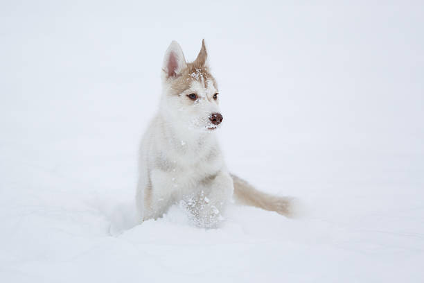 istock Running husky puppy 507037448