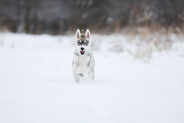 istock Running husky puppy 507037532