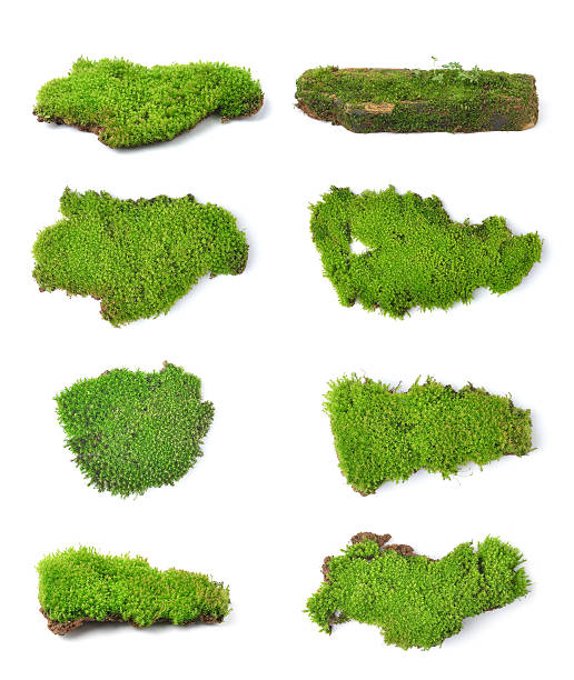 istock Green moss isolated on white bakground 507060383