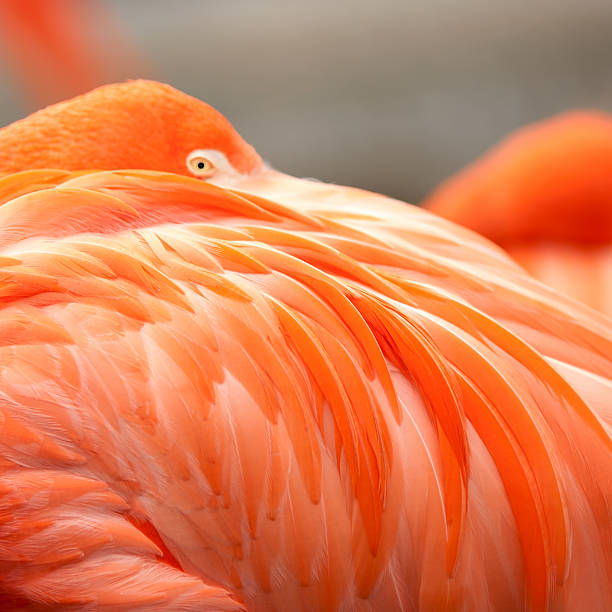 istock Close up feathers of flamingo 507061667