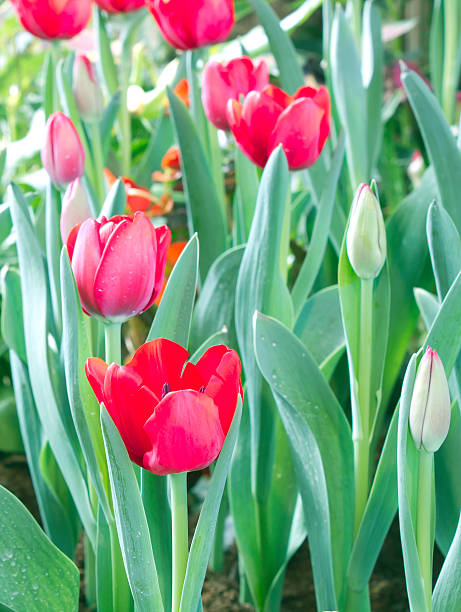 istock tulips flower in the park 507061733