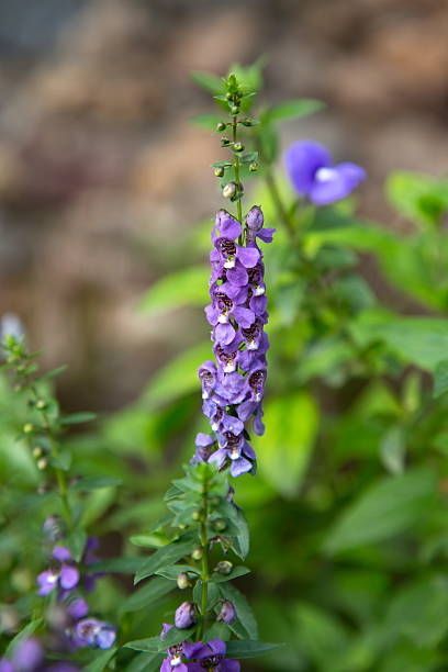 istock Beautiful purple flower. 507061765