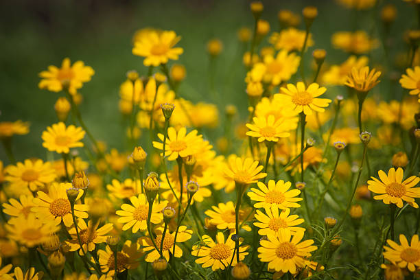 istock Little yellow star flowers 507063799