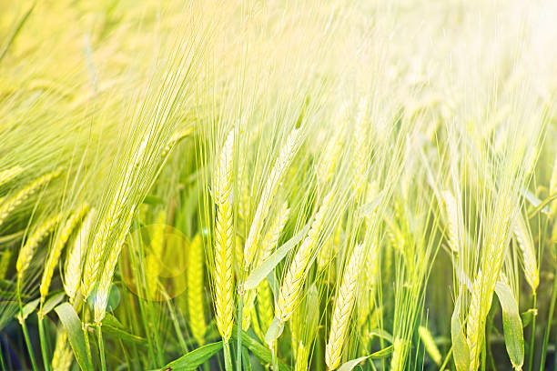 istock Wholesome crops blowing in the breeze 507064265